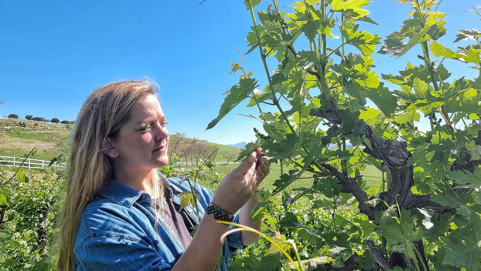 Valle Lozano, comprobando uno de los viñedos. Foto: Salva Moreno