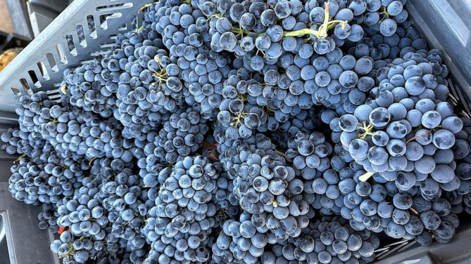 Racimos de uva de la vendimia de Tesalia. Foto: Tesalia