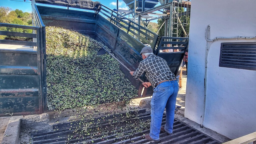 Un agricultor, descargando aceituna en la almazara donde se produce el Oleum Viride. Foto: Salva Moreno