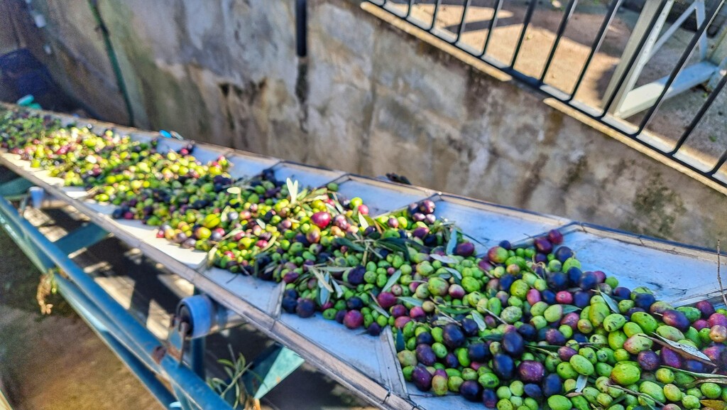 Las aceitunas, al inicio del proceso de producción. Foto: Salva Moreno