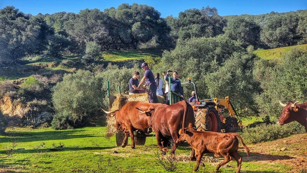 Las vacas, alimentadas en el campo. Foto: Salva Moreno