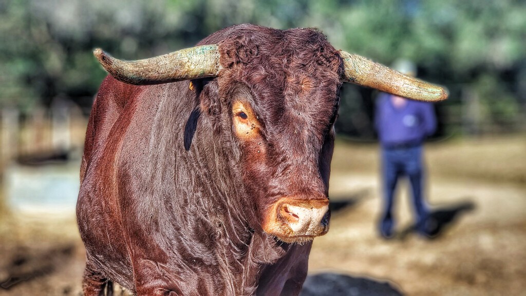 Un semental de retinto. Foto: Salva Moreno