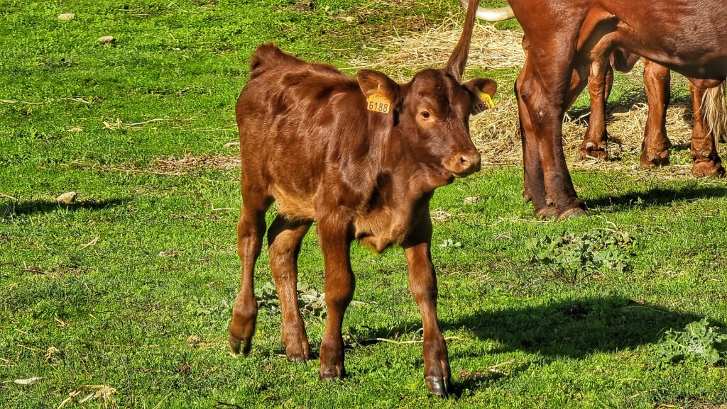 Un becerro, en busca de su madre. Foto: Salva Moreno