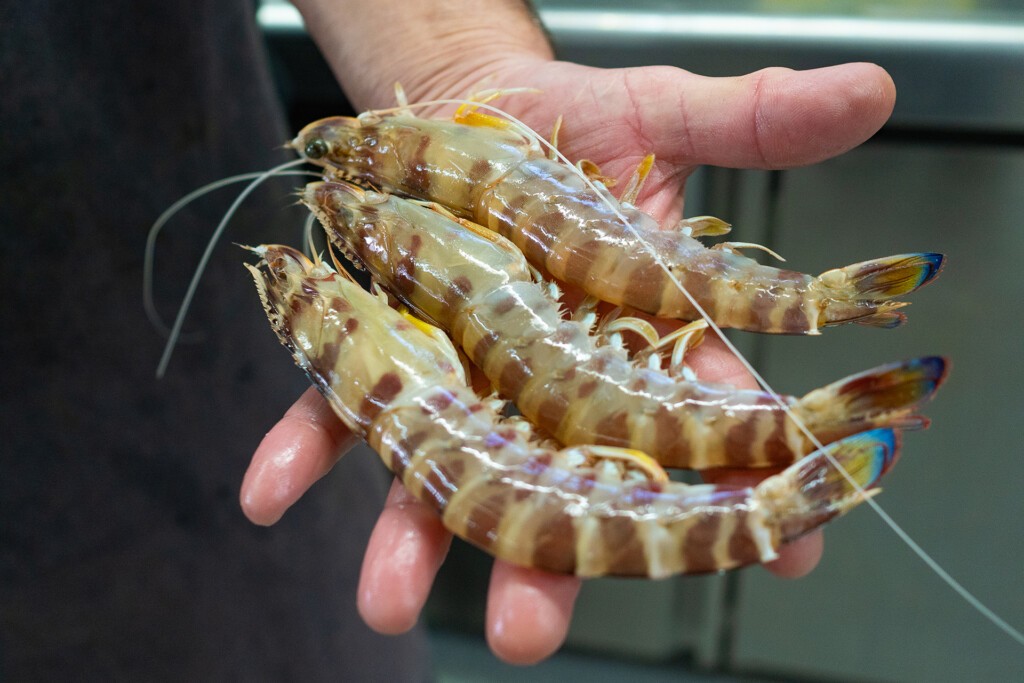 Día de la Provincia de Cádiz: los tesoros gastronómicos de esta tierra 6 El langostino de Sanlúcar, seña de identidad de la localidad. Foto: Ricardo Jiménez