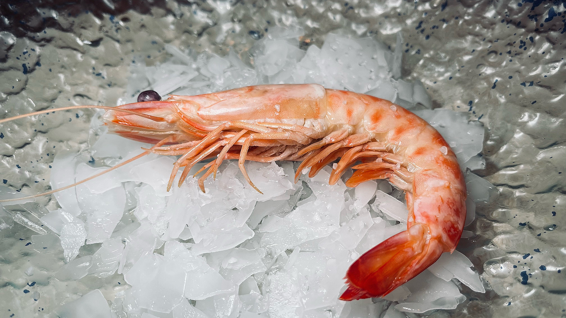 El langostino de Sanlúcar. Foto: Salva Moreno