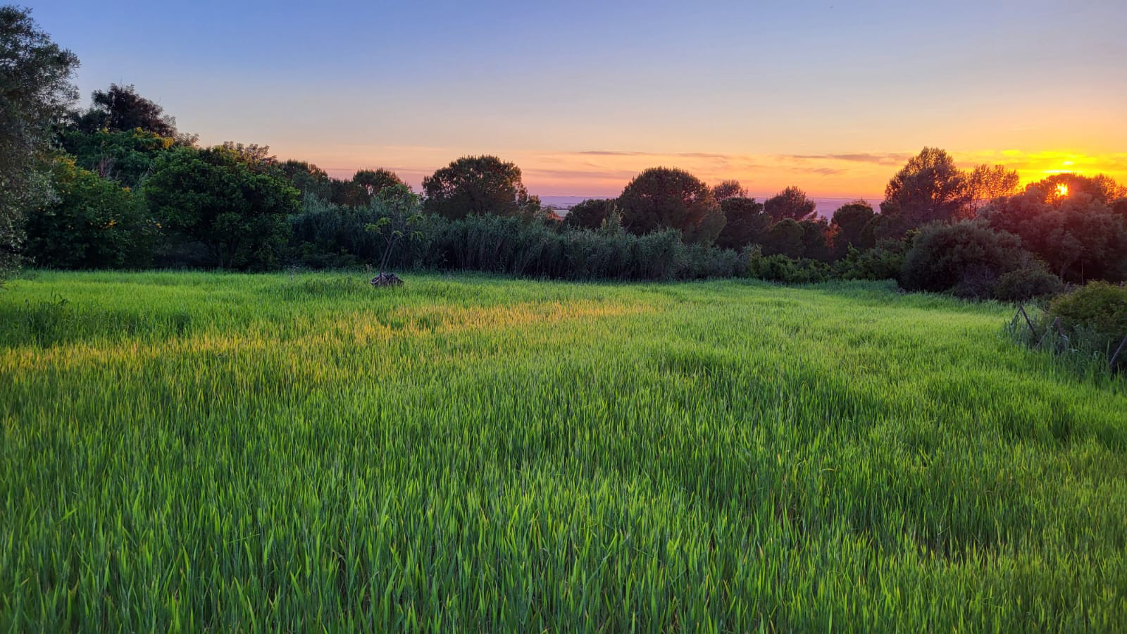 Campo en el que se sembró barbilla roja. Foto: Cedida 